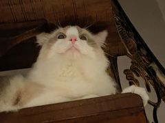 -momokira米努特·德文卷毛猫·棉花面纱犬