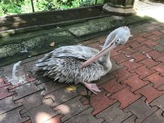 -吉隆坡雀鸟公园