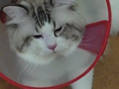 -中农大我爱我爱24h动物医院·中医针灸·猫专科·骨科医疗中心(双井店)