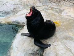 -珠海长隆海洋王国
