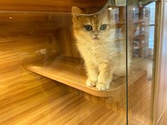 -猫十亿·布偶金渐层·曼基康矮脚猫舍(青年路店)