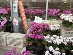 -万顷园艺世界