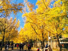 -三里屯东五街银杏大道