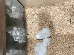 -上海大自然野生昆虫馆