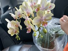 -双季花艺园艺市场(浦东店)