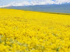 -新疆那拉提国家旅游度假区