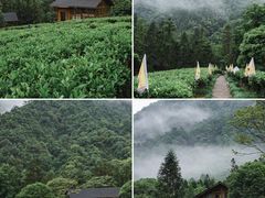 -姑婆山旅游区