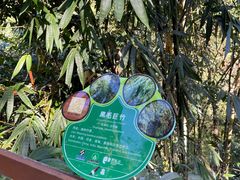 -野象谷景区