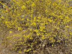 -桃花堤公园