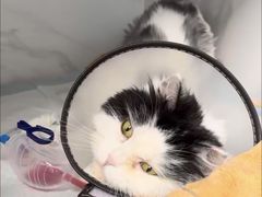 -北京派仕佳德动物医院·超导核磁·CT·神经科·骨科·内外科·急重症管理中心