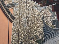 -长春观