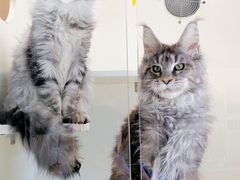 -十年猫舍·猫咪专门店(普陀店)