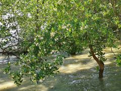 -宝安西湾红树林湿地公园