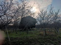 -天适樱花悠乐园