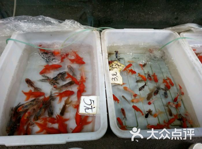 三林花鸟市场图片 - 第88张