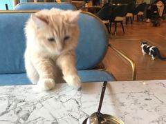 -遇见羊驼·奶狗咖·布偶猫咖·法斗柯基柴犬阿拉斯加(春熙路太古里IFS店)