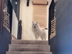 -百好乐宠物友好餐厅(朝外大街店)