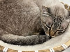-共舞时光猫咖·狗咖(新街口店)