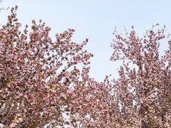 -海棠花溪(元大都城垣遗址公园)