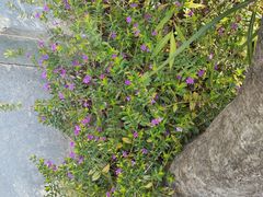 -梧桐山风景名胜区