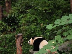 -红山森林动物园