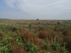 -盐城丹顶鹤湿地生态旅游区