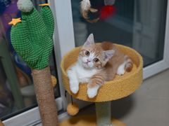-瑞鹏宠物医院·骨科·猫科·内科(第一中心)