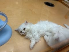 -帕帕拉兹宠物(亚洲旗舰店)