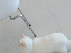 -怪兽屋·羊驼·猫咖·狗咖(俊华广场店)