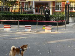 -三里屯东五街银杏大道