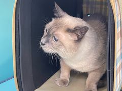 -北京观赏动物医院·24小时大型综合·猫专科·异宠专科