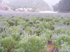 -紫海香堤香草艺术庄园