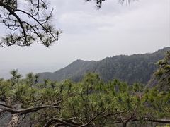 -天目山大树王景区