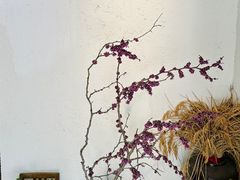 -如禾素食·下午茶·糖水