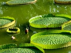 -国家植物园南园