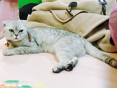 -李小姐の猫咖啡馆(五角场店)