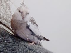 -雨林宠物医院 非犬猫异宠专科