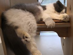 -飞行喵MR PILOT|猫舍·猫咖(静安大融城店)