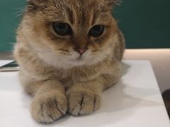 -飞行喵MR PILOT|猫舍·猫咖(静安大融城店)
