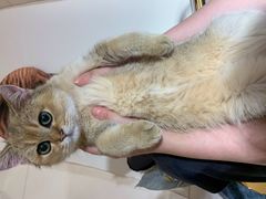 -飞行喵MR PILOT|猫舍·猫咖(静安大融城店)