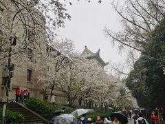 -武汉大学-樱园