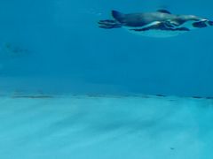 景观位-帝企鹅自助餐厅•儿童岛•真企鹅(长隆企鹅酒店)