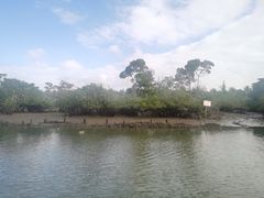 -东寨港红树林旅游区