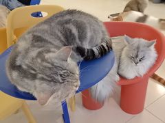 -平行世界·猫咖(首经贸店)