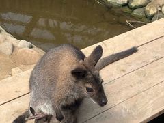 -呀路古热带植物园