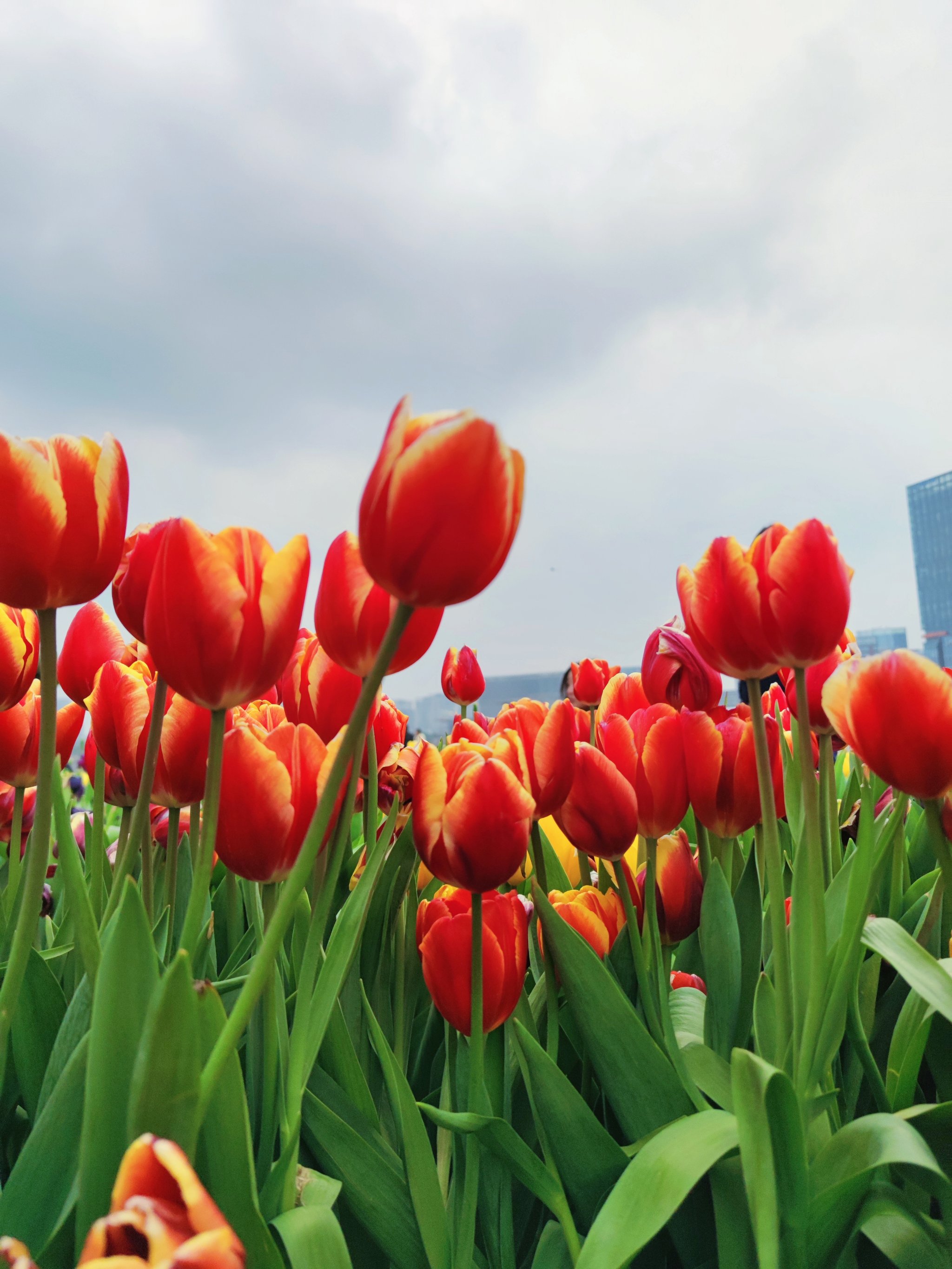 成都免费的花海景区图片