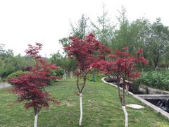 -白鹭湾湿地公园