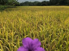 -艾米稻香小镇