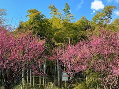 -苏州上方山国家森林公园