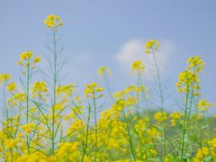 -西湖风景区-江洋畈生态公园